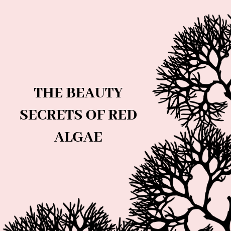 THE BEAUTY SECRETS OF RED ALGAE