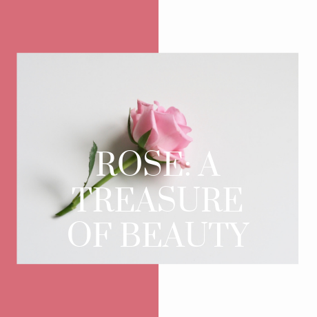 ROSE: A TREASURE OF BEAUTY